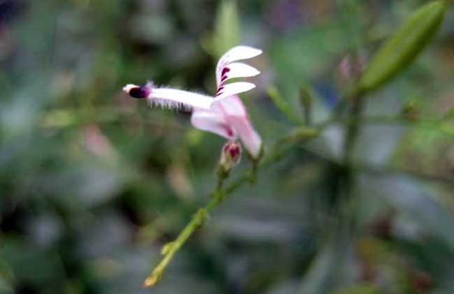 穿心莲种植技术