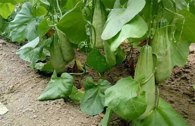 羊角蜜 田间管理 病虫害防治