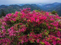 映山红的栽培技术