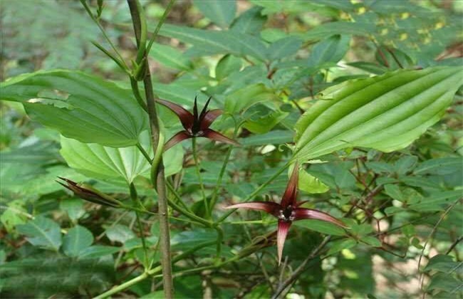 百部 种植管理 田间管理