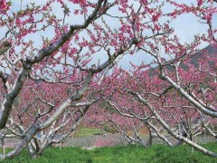 桃树在什么时候开花在什么时候结果？