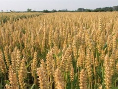 种植小麦深耕的优点