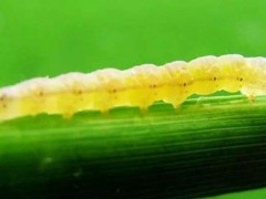 玉米螟虫用什么药防治？