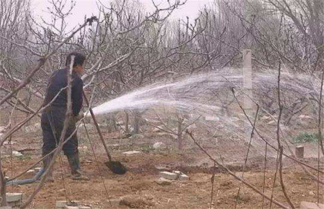 苹果园如何浇灌封冻水