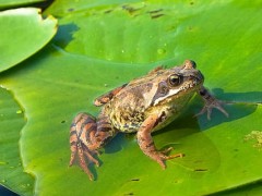 青蛙如何繁殖后代？