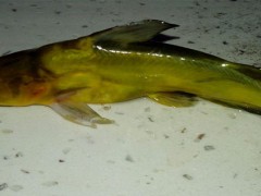 黄颡鱼夜里吃食吗？