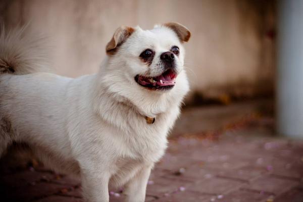 犬瘟热抽搐症状及治疗方法 犬瘟热抽搐多久会死