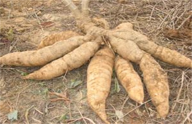 木薯 田间管理 种植