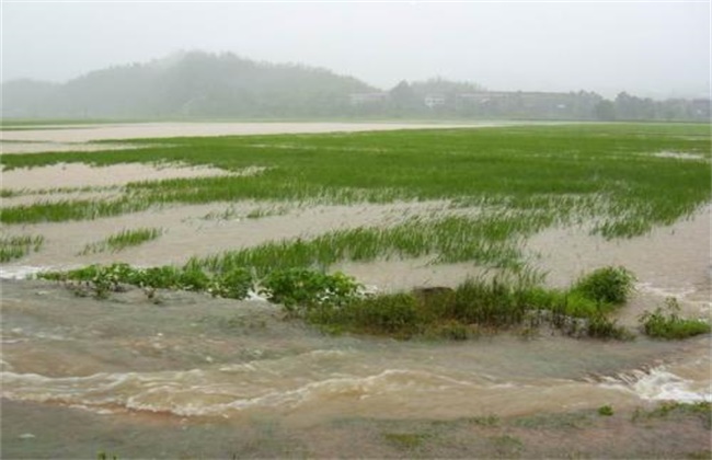 水稻洪涝