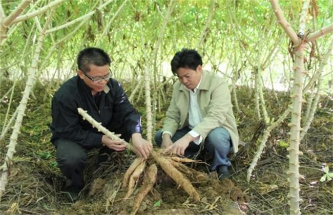 木薯 田间管理 种植