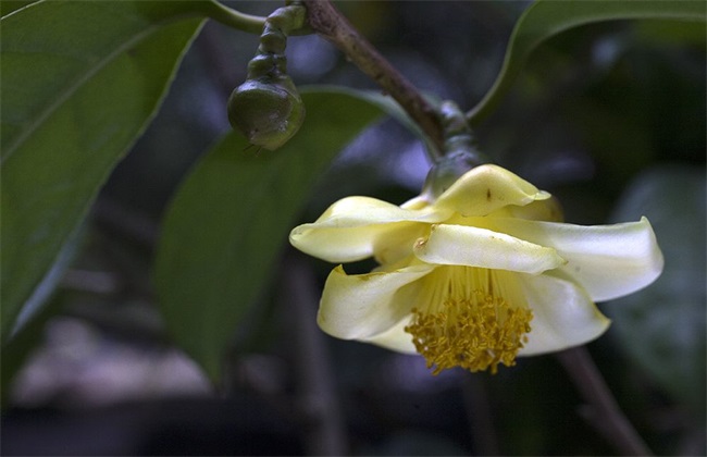 金花茶 种植 方法