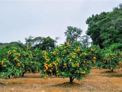 高温季节果园抗旱技术