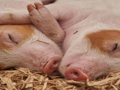 养猪距离住宅多少米？