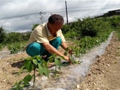 辣椒整枝打杈的作用和方法