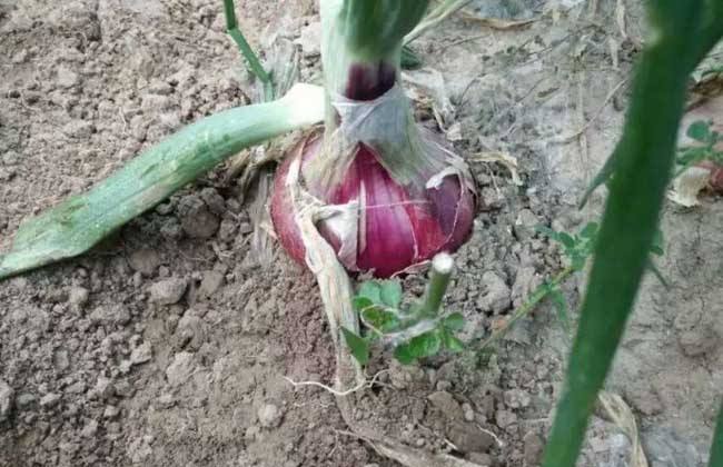 洋葱种子种植方法