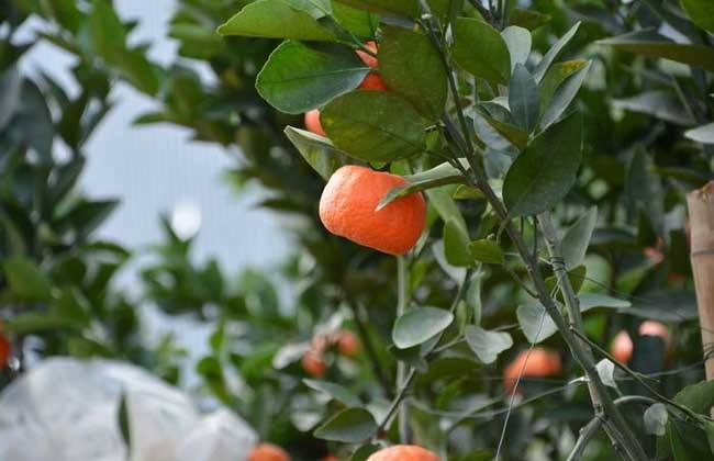 柑橘树 夏季修剪 柑橘树夏剪