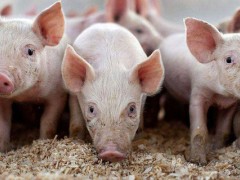 猪脱肛是什么原因引起？