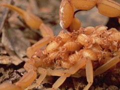 蝎子如何繁殖后代？