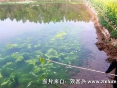 池塘里有青苔蓝藻怎么办?