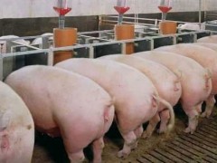 养猪场常见智能化养猪设备有哪些?科学使用可大大提高生产力