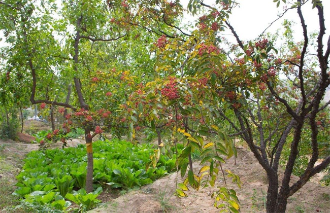 沙土地种植什么果树好