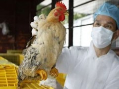 H5N6病毒是什么？人感染的主要症状有哪些？哪些人要重点防范?