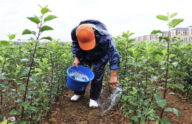 微量元素肥 施用 注意事项