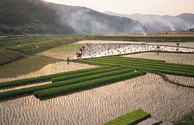 农村土地流转