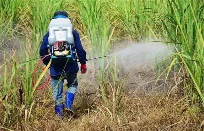 除草剂降解 除草剂 降解方式