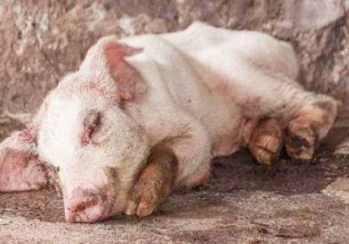 最新！农业农村部召开发布会,关于非洲猪瘟七大关切都回应了!