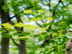 植树节是什么季节