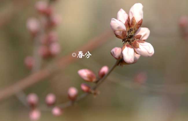 春分后天气还会冷吗