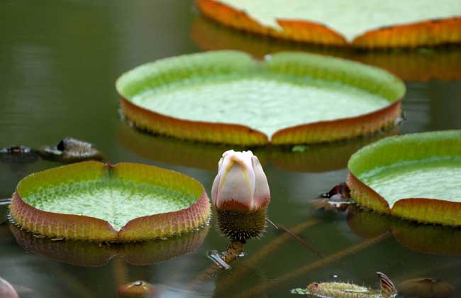 水生花卉盆花