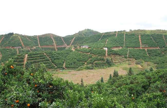 2019 种植前景好 水果