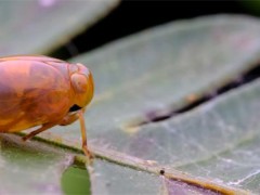 跳甲虫的克星