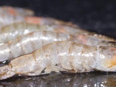 厄瓜多尔白虾有污染吗？