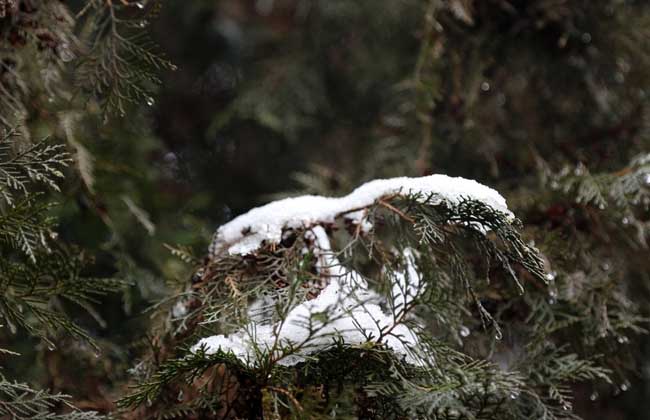 小雪节气是什么意思