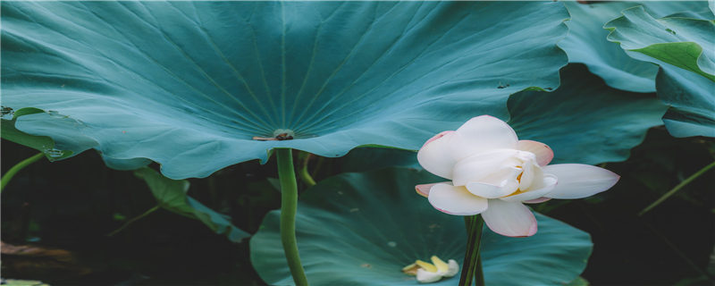 池塘的荷花