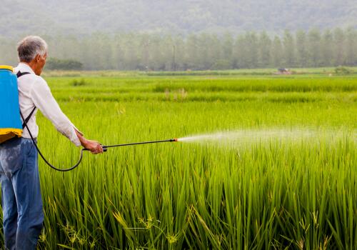 正常情况下水稻亩产是多少斤？2019年还有种植补贴政策吗？