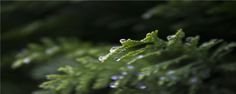 柏树的种植方法