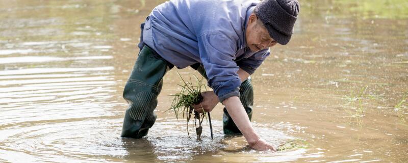 正在除草的农民伯伯