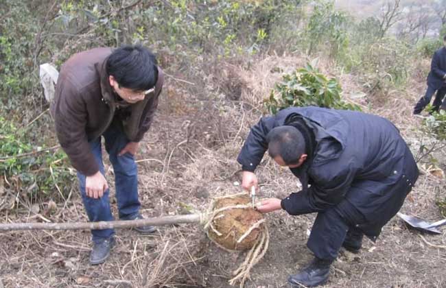 植树节是几月几日