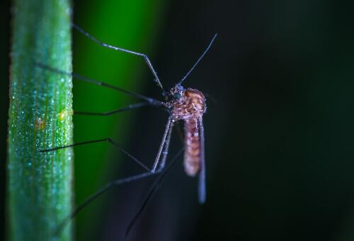 杀蚊子用什么农药？