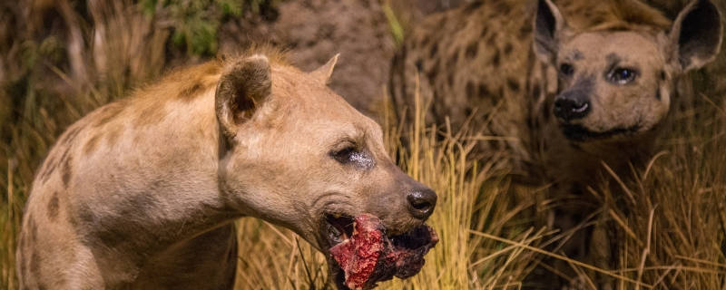 鬣狗捕食