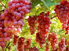 中国中原地区种植葡萄始于什么朝代？