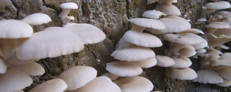 平菇从种植到出菇要多长时间