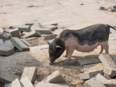 2020年建猪舍用地政策规定有哪些？附各地动态