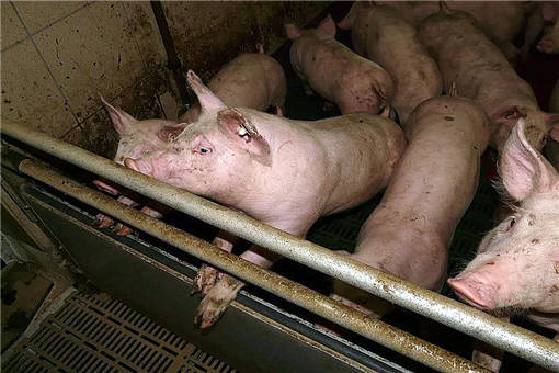 2020年生猪养殖扶持政策有哪些？养猪户必读这八个方面！