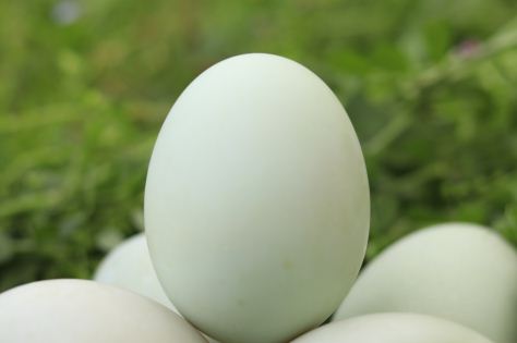 2020年鸭蛋批发价格是多少钱一斤