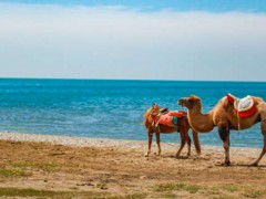 单峰骆驼主要生长在什么地方